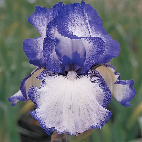 Iris Germanica Hemstitched Reblooming White Flower Farm