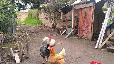 Gallinas Volando Youtube