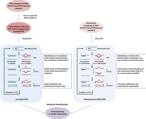 Principle And Flowchart Of Enhanced Ice Cold Pcr For Mutation Detection