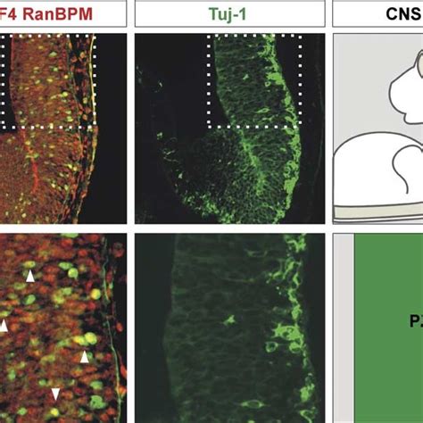 Immunohistochemistry Of Taf And Ranbpm In Neuronal Progenitors In