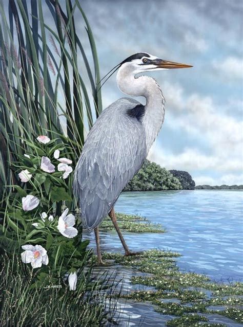 14 best images about Great Blue Heron tattoo inspiration on Pinterest | Blue jay, Herons and ...