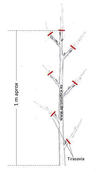 Gu A De Tipos De Poda Del Almendro Portalfruticola