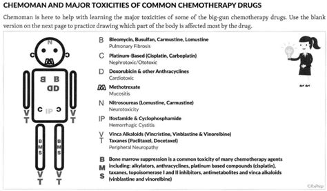 Cancer Drugs And Toxicity 1 Diagram Quizlet