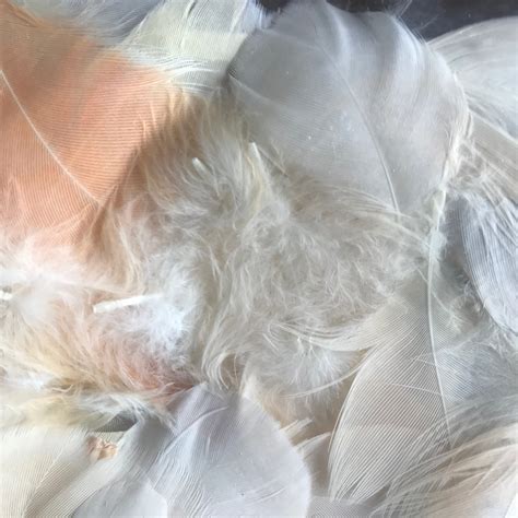 30 cockatoo FEATHERS//1-3//real naturally molted | Etsy