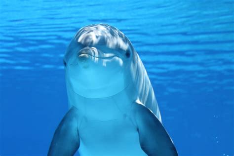 This Just In Dolphins Have Lesbian Sex Afterellen