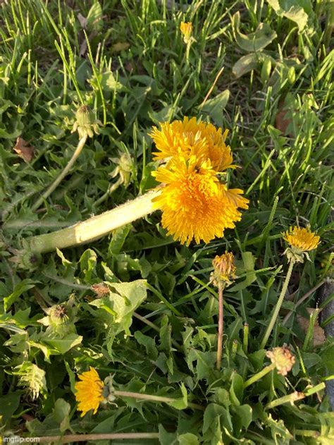 A Dandelion That Clumped With Two Others Imgflip