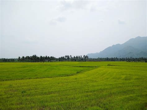 Premium Photo Green Paddy Fields Rice Farming In Kanyakumari District