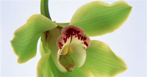 Islamic Views On Lovemaking Maldivian Girls Forced To Have Sex During Menses