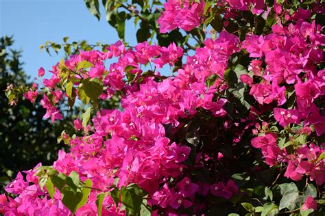 Bougainville Conhe A A Esp Cie E Veja Dicas De Cultivo Da Primavera