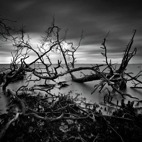 Nature Of Dead Mangrove Tree At The by Photography By Azrudin