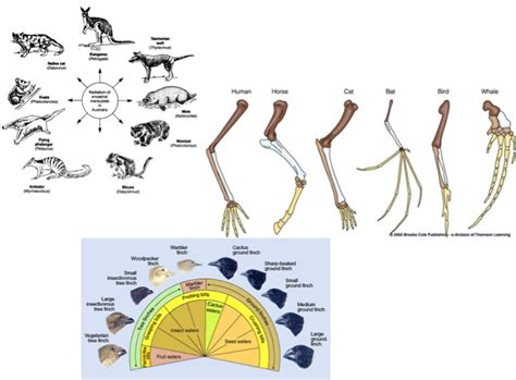 Convergent Evolution Vs Divergent Evolution