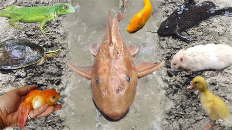 Amazing Tangkap Ikan Koki Besar Ikan Cupang Lele Ikan Sapu Sapu