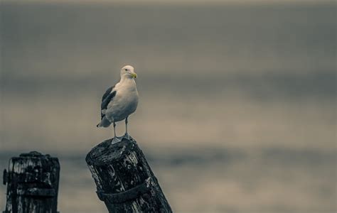 Close-up Photography of a White Egret · Free Stock Photo