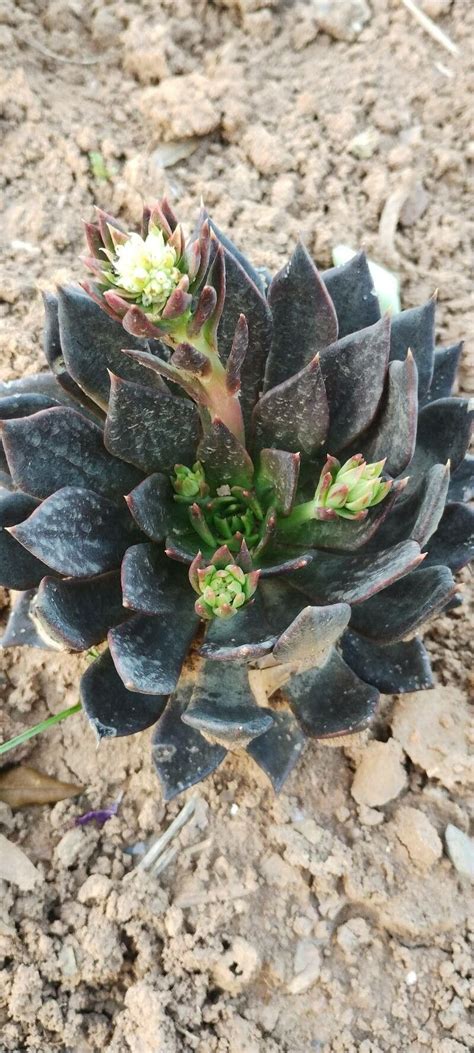 Echeveria Affinis E Walther Black Prince World Flora Pl Ntnet Identify