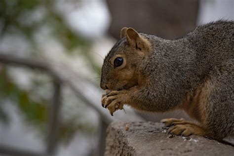 Bryant Fox Squirrel Eating Free Stock Photo - Public Domain Pictures