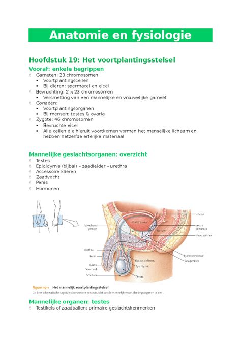 Af Hfst Voortplantingsstelsel Samenvatting Anatomie En Fysiologie