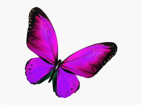 Transparent Butterfly Png For Editing