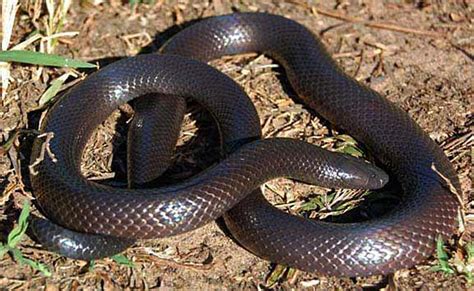 Amblyodipsas Polylepis Common Purple Glossed Snake