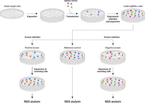 Tools For Successful Crisprcas9 Genome Editing