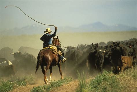 The Best Cattle Drive Vacations to Take in the US