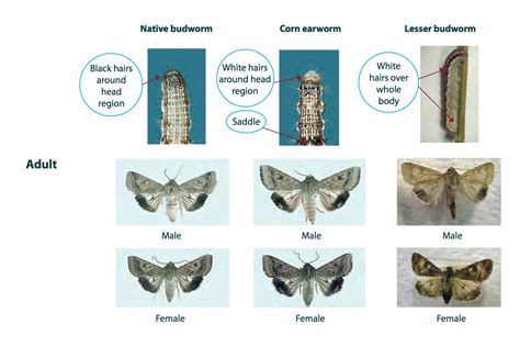 Helicoverpa Characteristics ISPY Cesar Australia