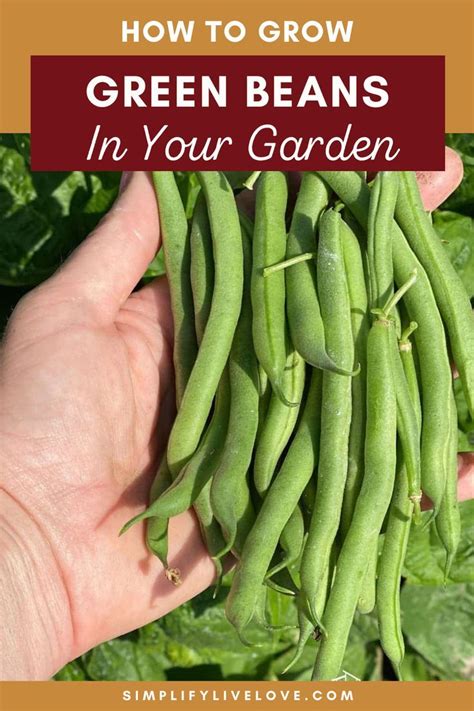 How To Grow Green Beans A Comprehensive Guide From Seed To Harvest In