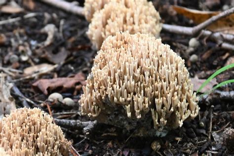 Upright Coral Fungus From St Bruno De Montarville QC J3V 2B5 Canada