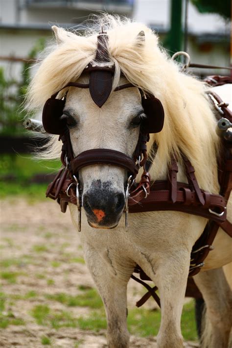 Markus Mini Horse on Tour Verkaufsbilder für seine toll