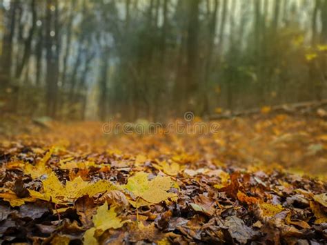 Falling Autumn Maple Leaves Lie On The Ground Fallen Autumn Yellow