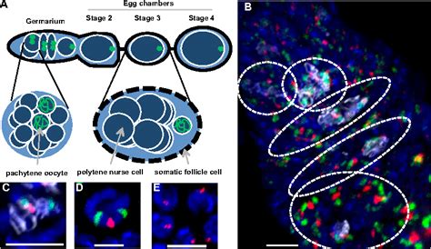 Figure 5 From Versatile Design And Synthesis Platform For Visualizing