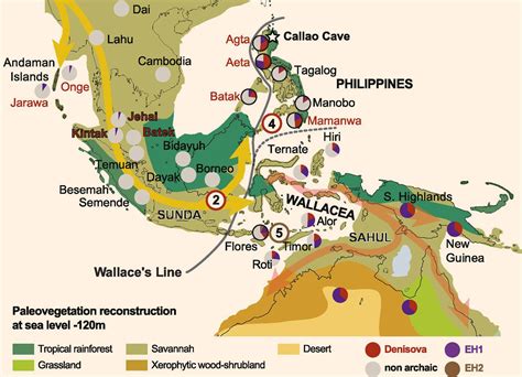 Humans Interbred with Four Extinct Hominin Species, Research Finds ...