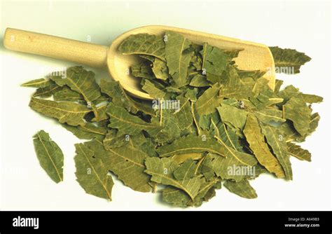 Neem Azadirachta Indica Dry Leaves For Medicinal Use Stock Photo