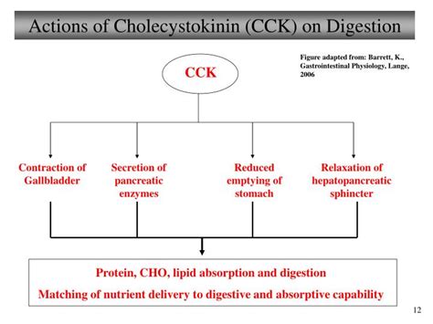 Ppt Chapter 23 Digestive System Lecture 11 Powerpoint Presentation