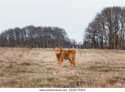 Hundred Cute Baby Highland Cow Royalty Free Images Stock Photos