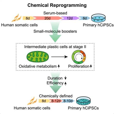 Induced Pluripotent Stem Cellsaccegen