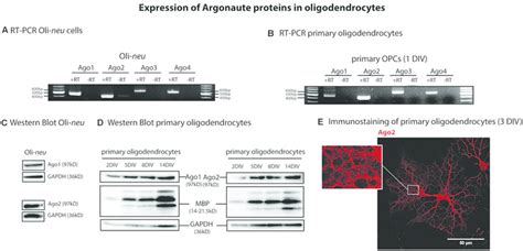 Argonaute Expression In Oligodendrocytes A B Reverse Transcription