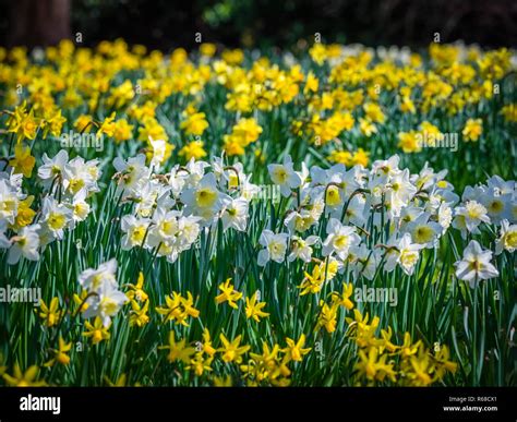 Yellow and white daffodils Stock Photo - Alamy