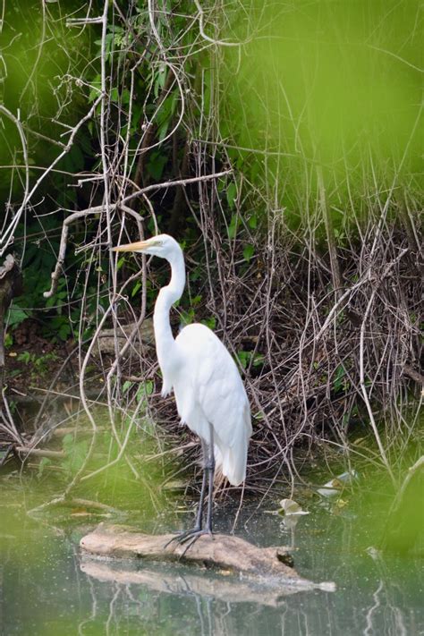 Edgar the Grey Heron in Our Backyard