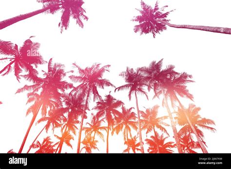 Tropical Coconut Palm Trees Silhouettes Isolated On White Background