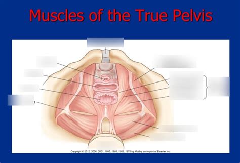 Muscles of the True Pelvis Diagram | Quizlet