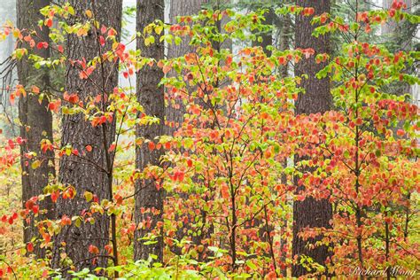 Dogwood in Fall | Calaveras Big Trees State Park, California | Richard ...