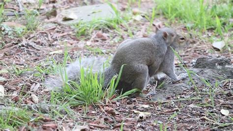 A Squirrel Eating Nuts Free Stock Video Footage, Royalty-Free 4K & HD ...