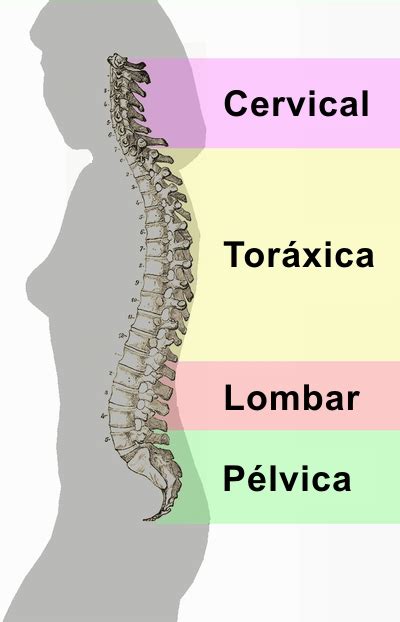 La Clin Fisioterapia Anatomia Da Coluna