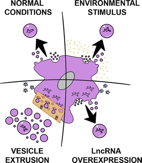 Methods To Control Long Noncoding Rna Lncrna Loading Into