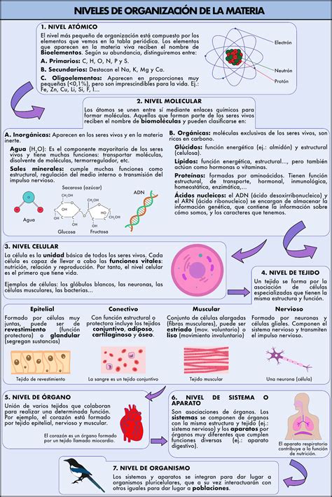 Biología didáctica Niveles de Organización de la materia viva