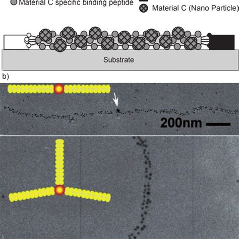 Hetero Integration Of Materials Using M13 Phage Template A Schematic Download Scientific