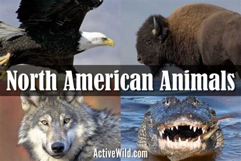 North American Animals List With Pictures And Facts Printable Worksheet