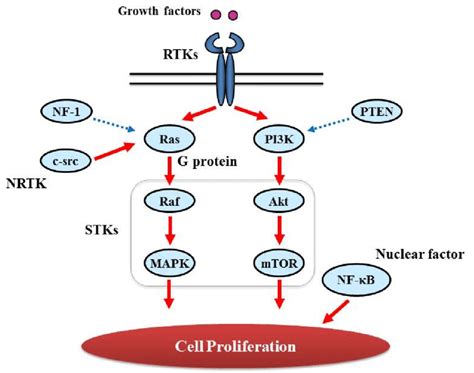 Ras/mapk Signaling Pathway