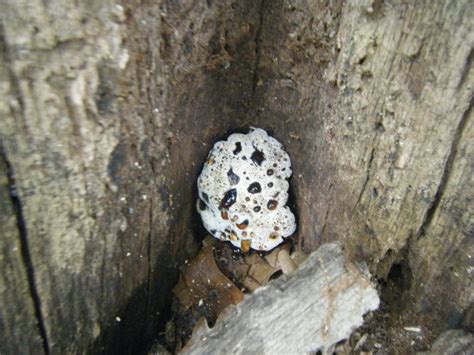 Bleeding Tooth Fungus