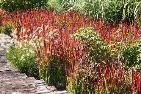 РАСТЕНИЯ ДЛЯ ВОДОЕМОВ И ВЛАЖНЫХ МЕСТ: Imperata cylindrica Red Baron ...